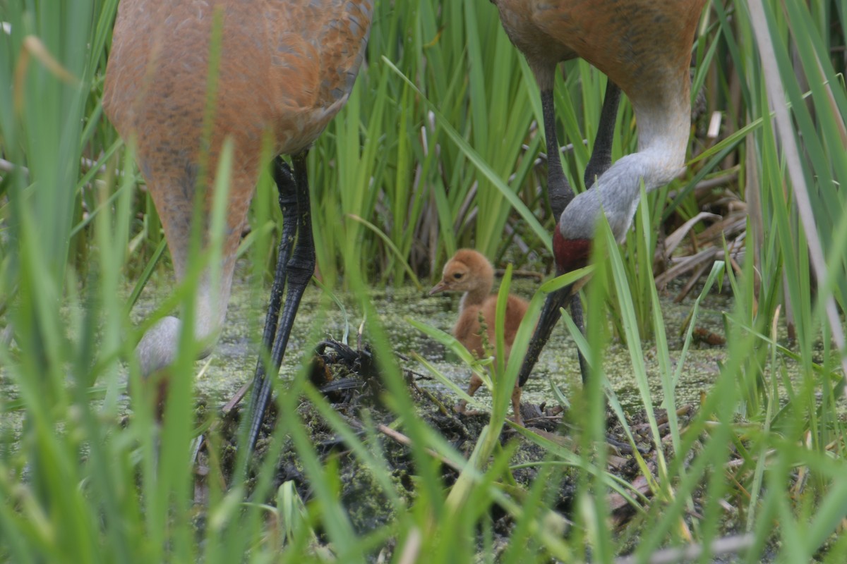 Sandhill Crane - Cathy Del Valle