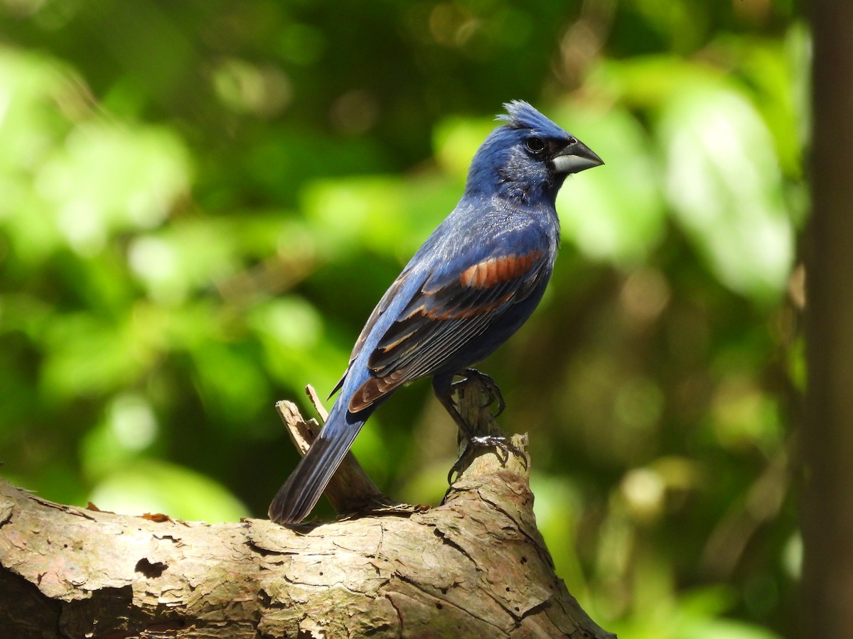 Blue Grosbeak - Pat Whittle