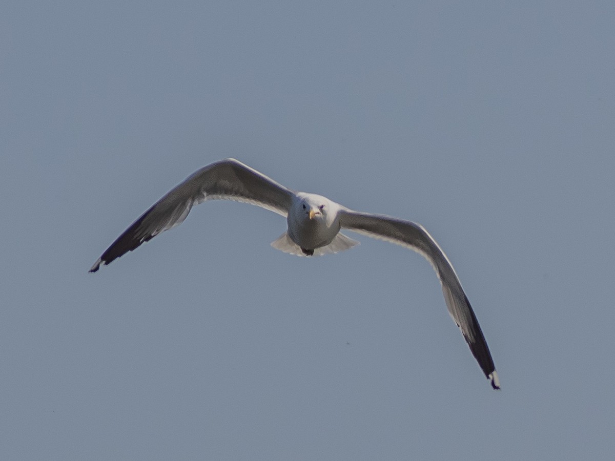 California Gull - Arnold Joe