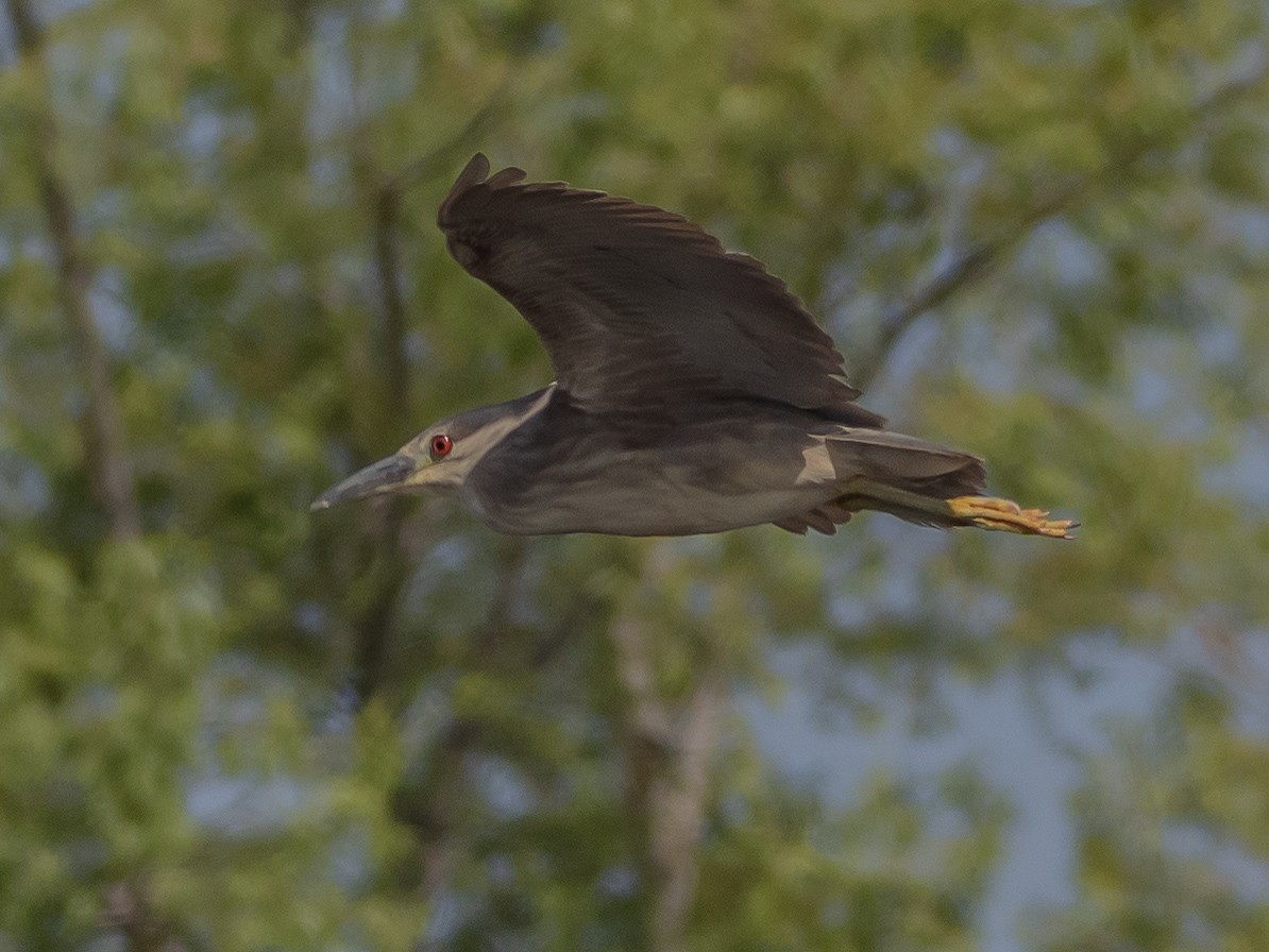 Black-crowned Night Heron - Arnold Joe