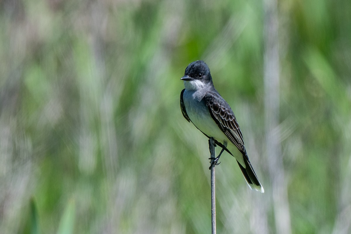 Eastern Kingbird - Susan Teefy