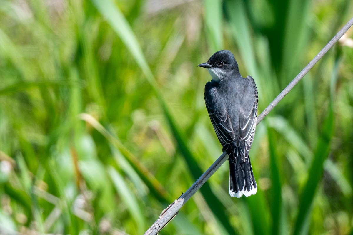 Eastern Kingbird - Susan Teefy