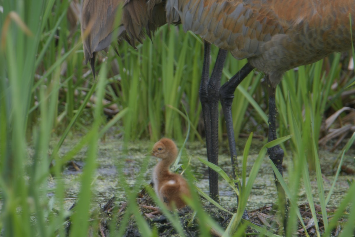 Sandhill Crane - Cathy Del Valle