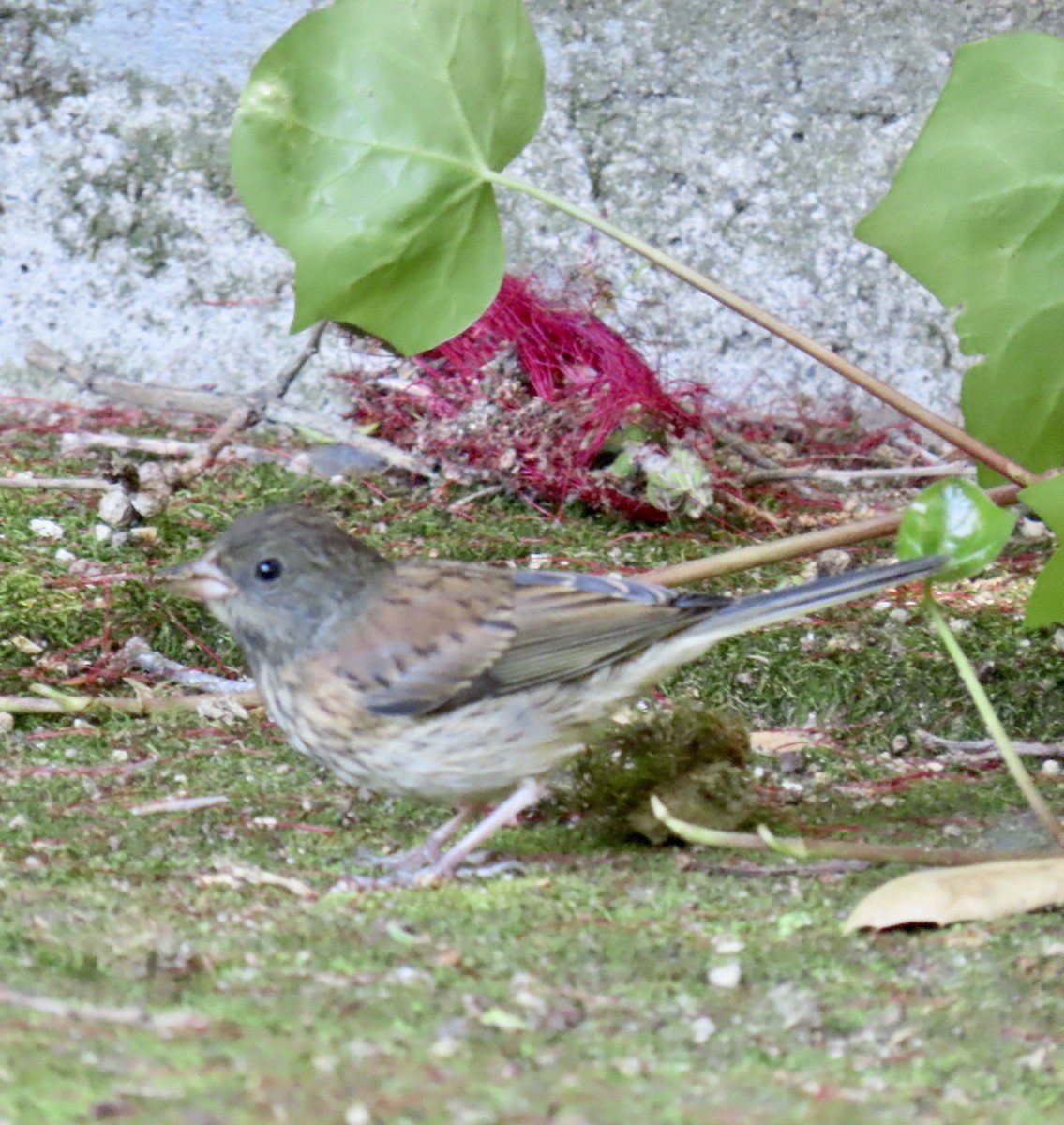 Dark-eyed Junco - George Chrisman