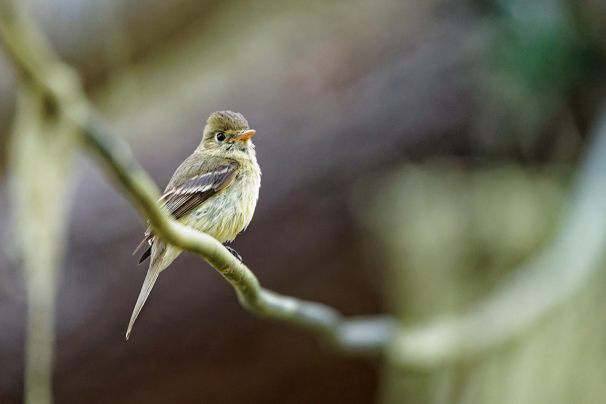 Western Flycatcher - Zhennong Li