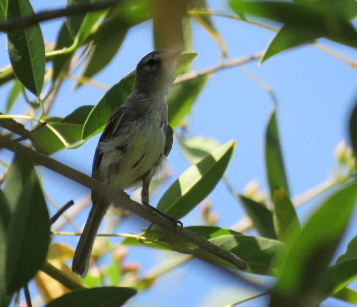 White-crested Tyrannulet - Marisel Morales