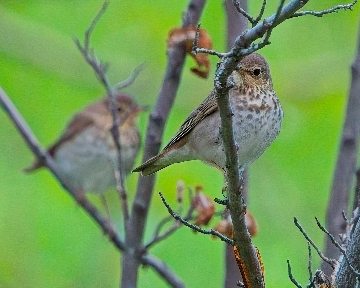 Swainson's Thrush - Frank Letniowski