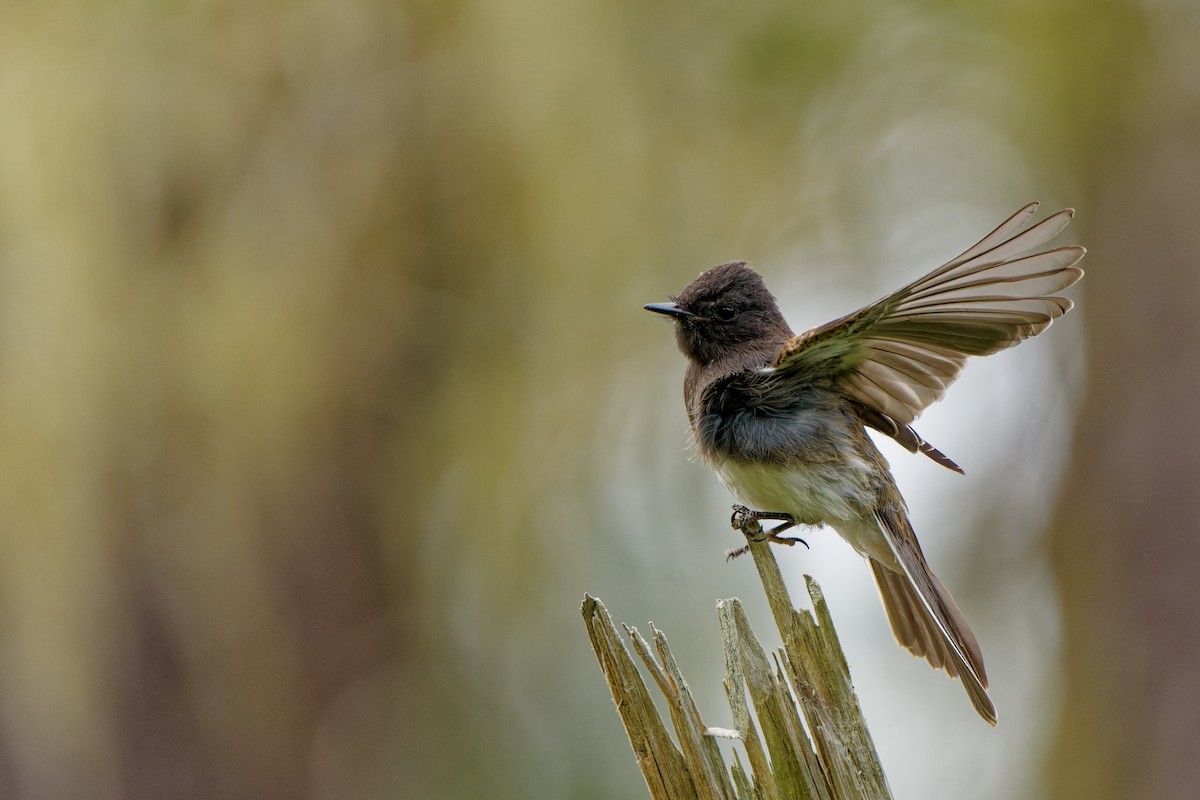 Black Phoebe - Zhennong Li