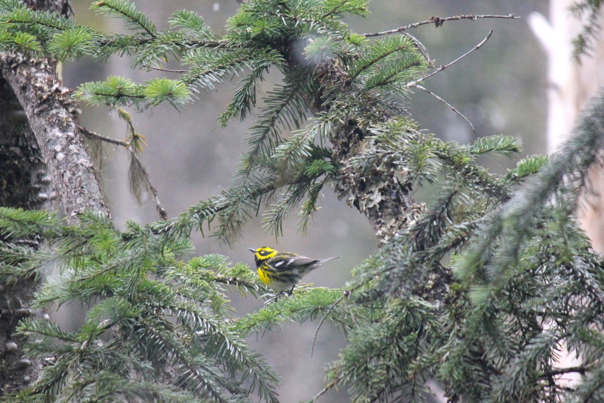 Townsend's Warbler - Alex Young