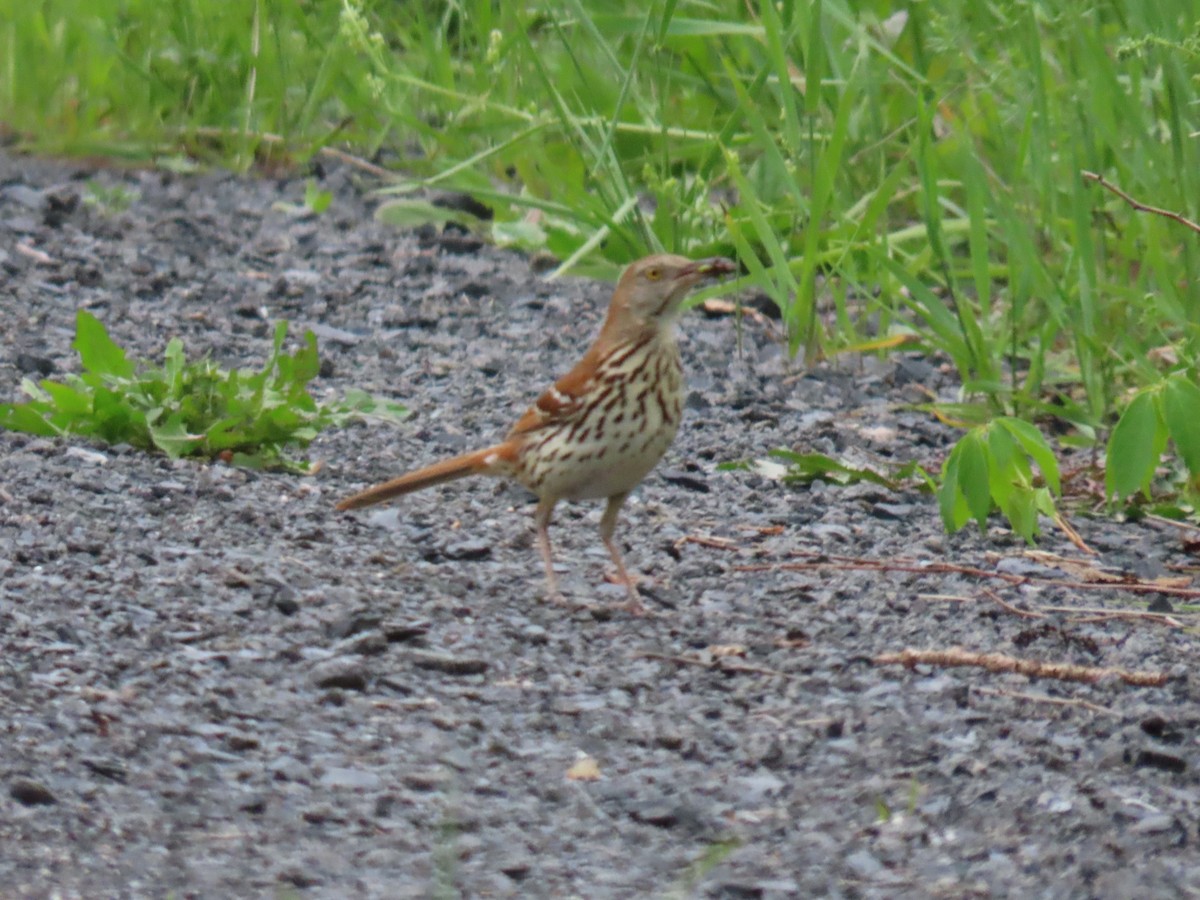 Brown Thrasher - JOYCE M DEPEW