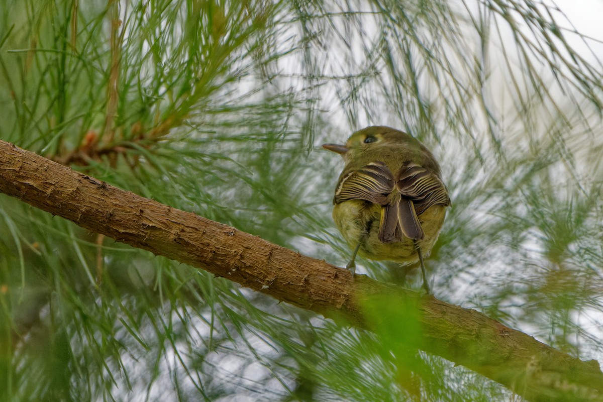 Hutton's Vireo - Zhennong Li