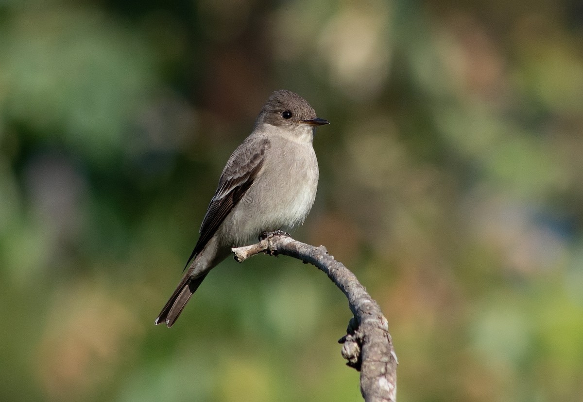 Western Wood-Pewee - Gordon Comeau