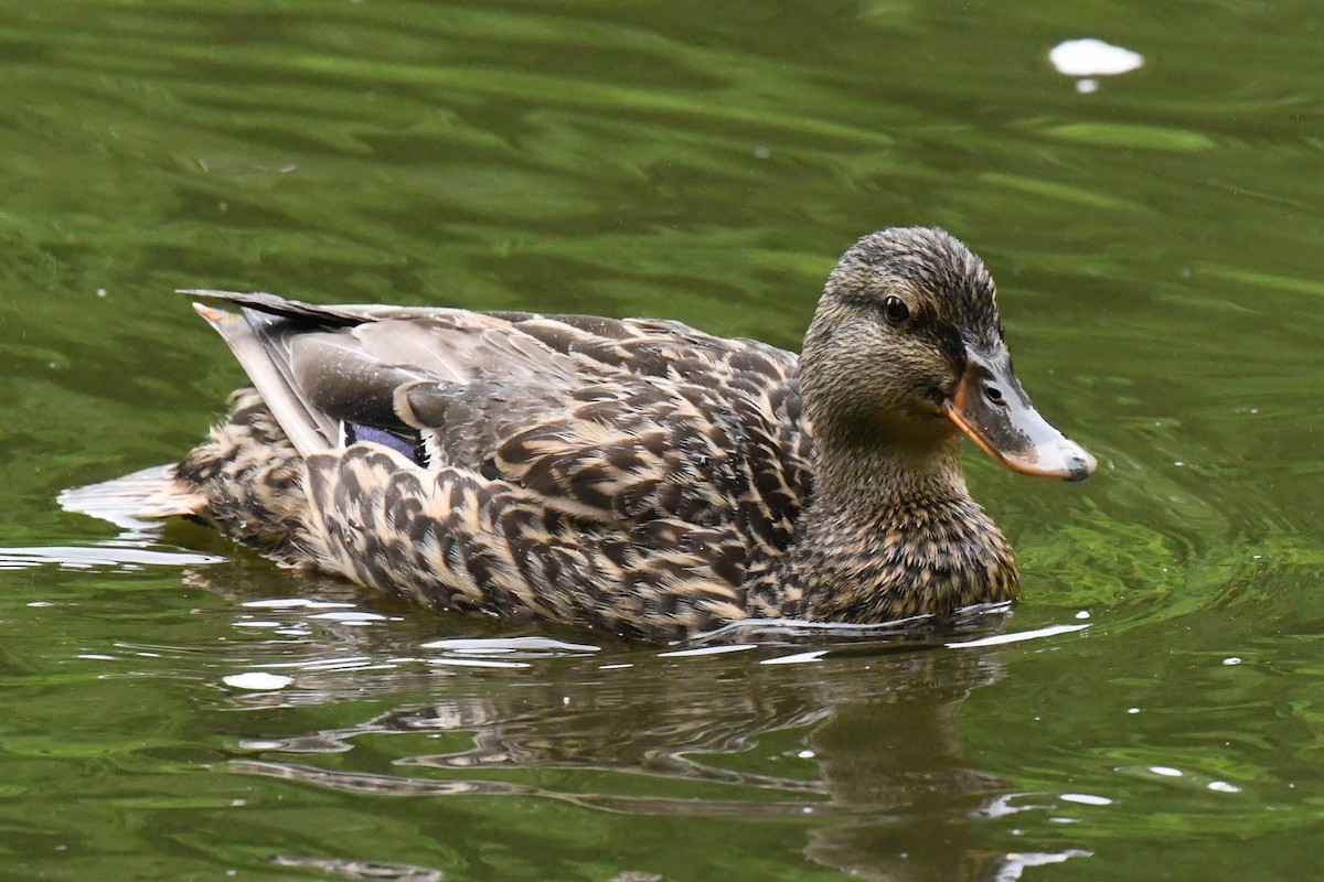 Mallard - Joseph Sefter