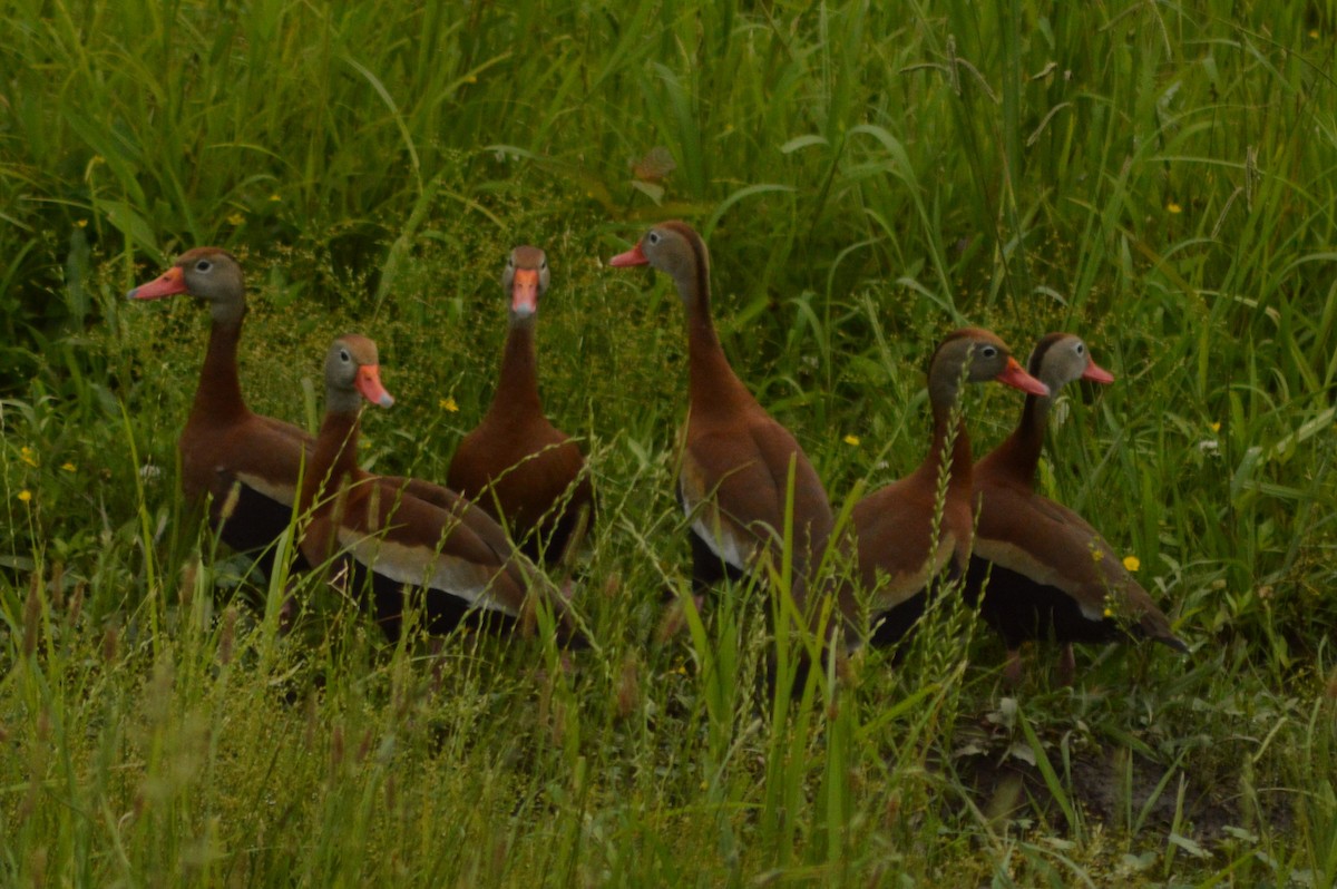 Black-bellied Whistling-Duck - ML619472340