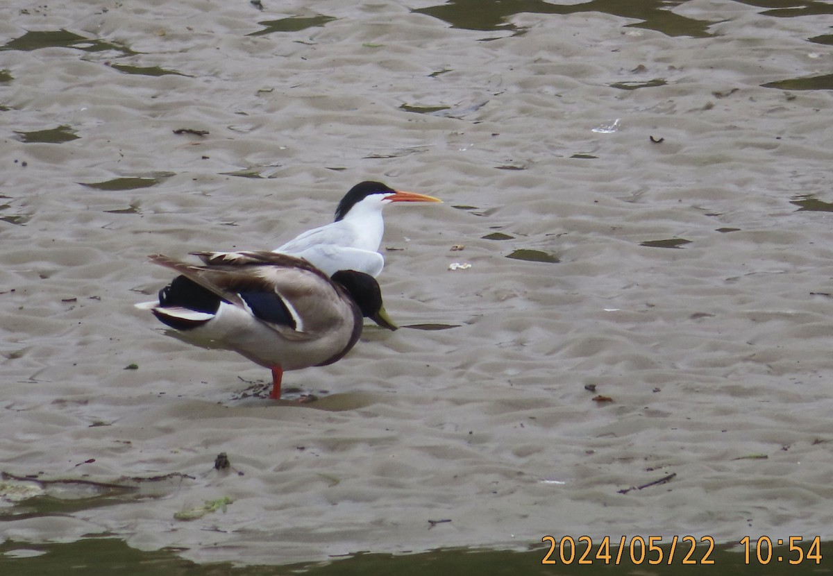 Elegant Tern - Mark Holmgren