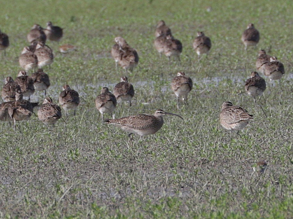 Whimbrel - Mike Lee