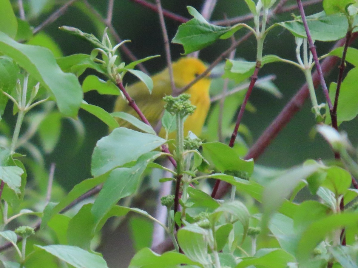 Yellow Warbler - JOYCE M DEPEW