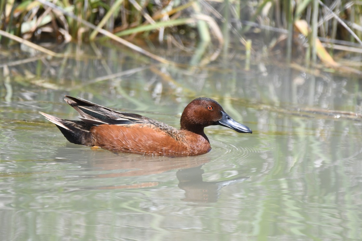 Cinnamon Teal - ML619472386