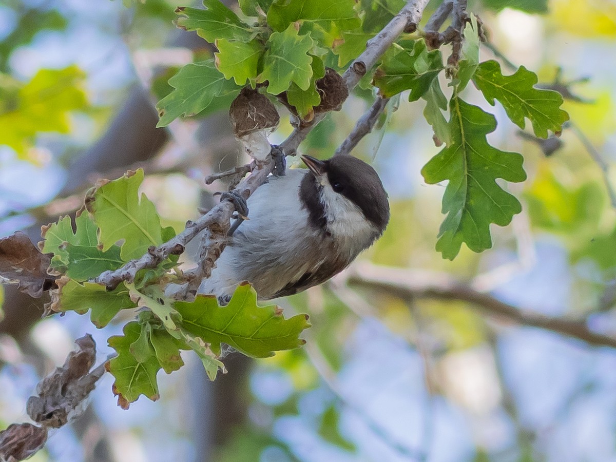 Chestnut-backed Chickadee - Arnold Joe