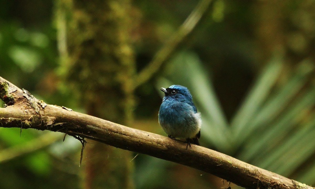 Indigo Flycatcher - Scott Watson