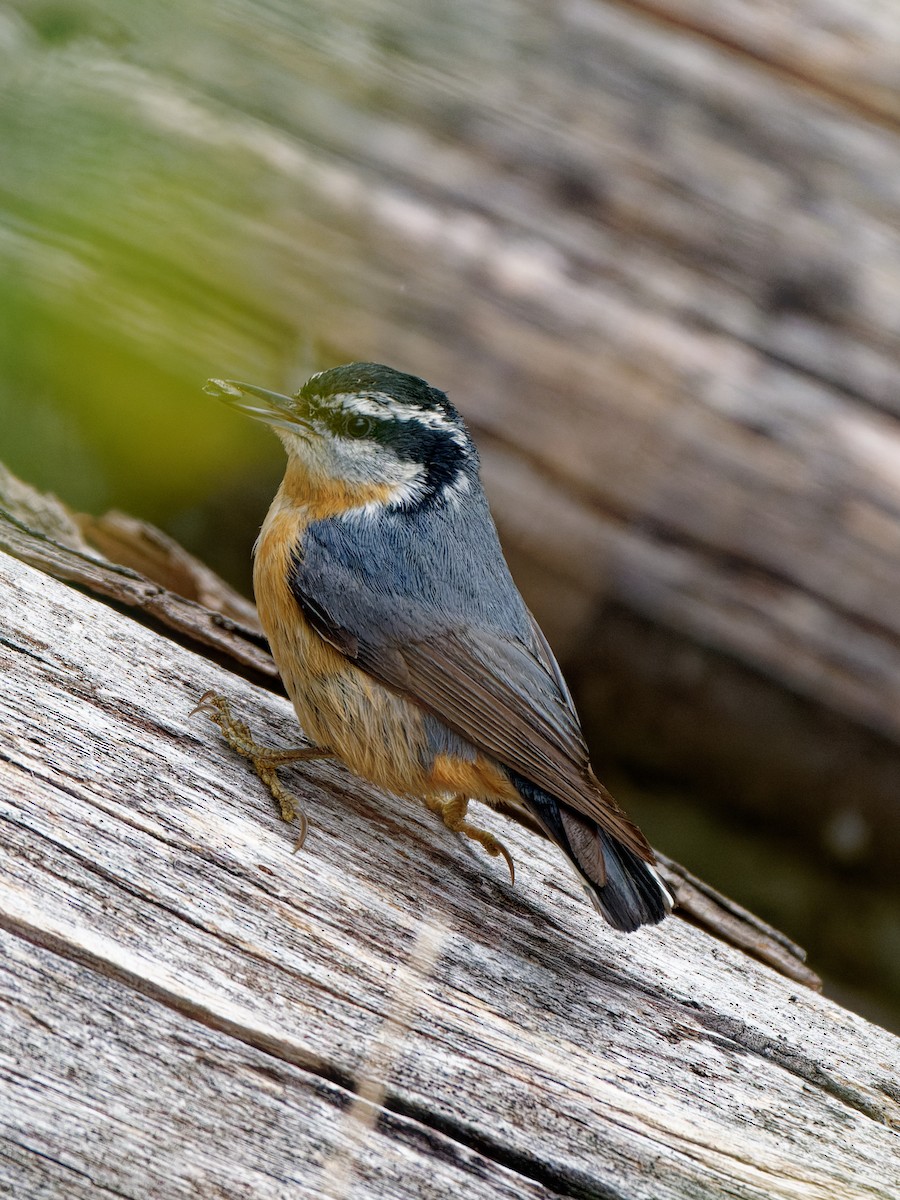 Red-breasted Nuthatch - Zhennong Li