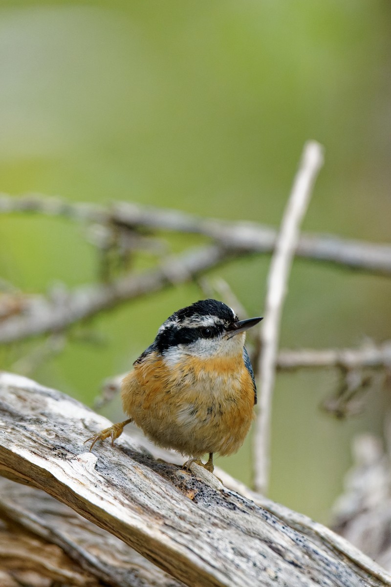 Red-breasted Nuthatch - Zhennong Li