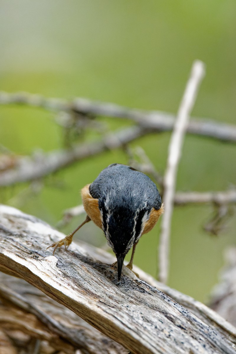 Red-breasted Nuthatch - Zhennong Li