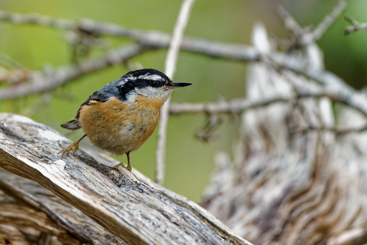 Red-breasted Nuthatch - Zhennong Li