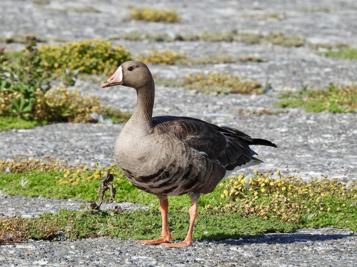Greater White-fronted Goose - ML619472401