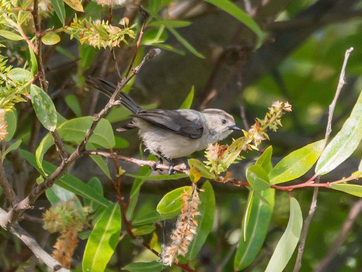 Bushtit - Arnold Joe