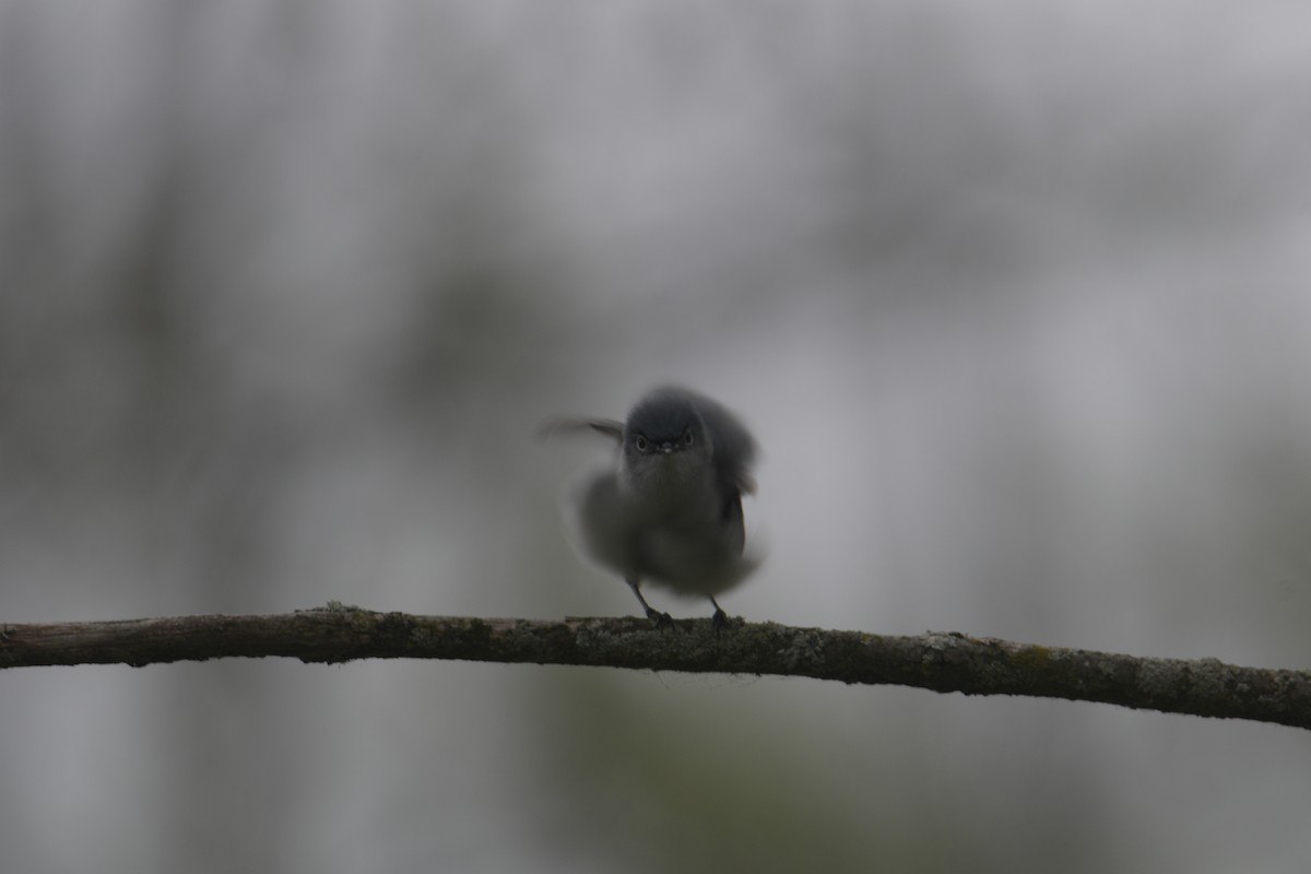 Blue-gray Gnatcatcher - Cathy Del Valle