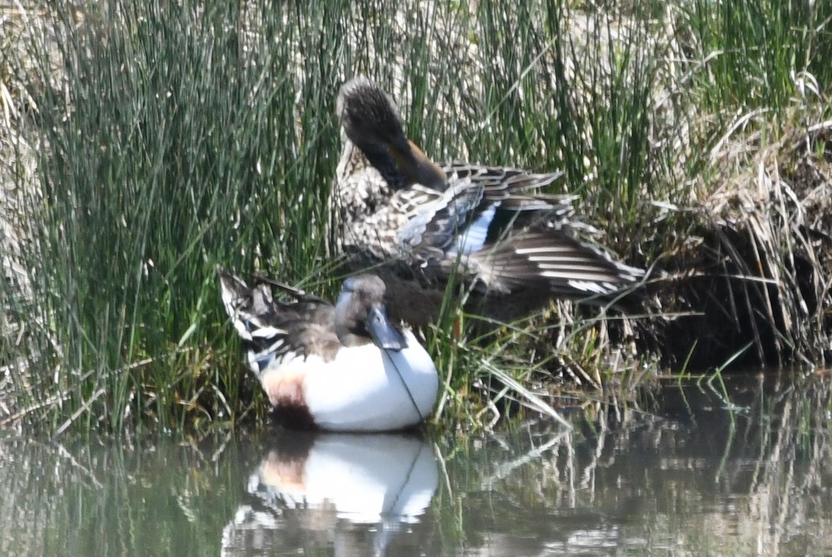 ハシビロガモ - ML619472411