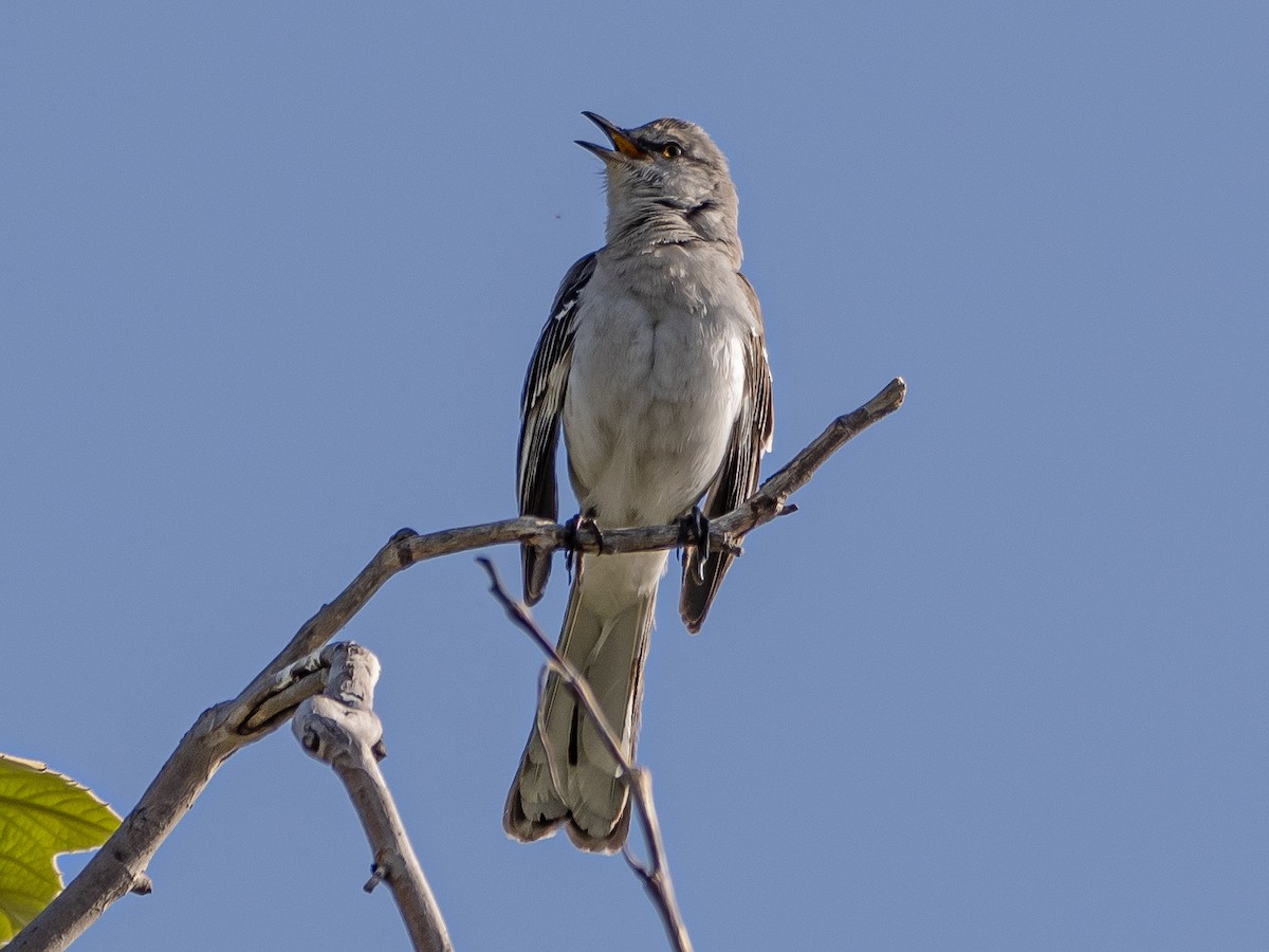 Northern Mockingbird - Arnold Joe