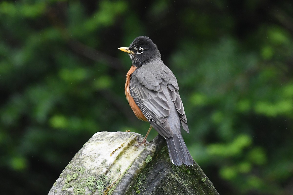 American Robin - Joseph Sefter