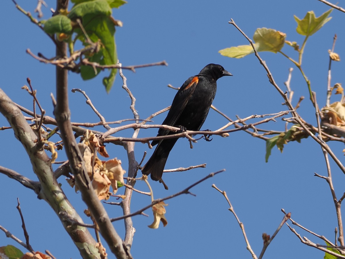 Red-winged Blackbird - Arnold Joe