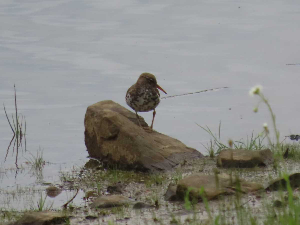 Spotted Sandpiper - JOYCE M DEPEW