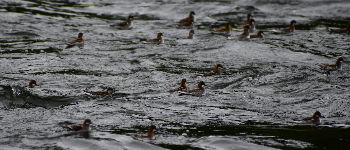 Phalarope à bec étroit - ML619472434