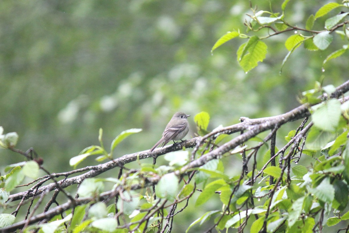 Hammond's Flycatcher - Alex Young