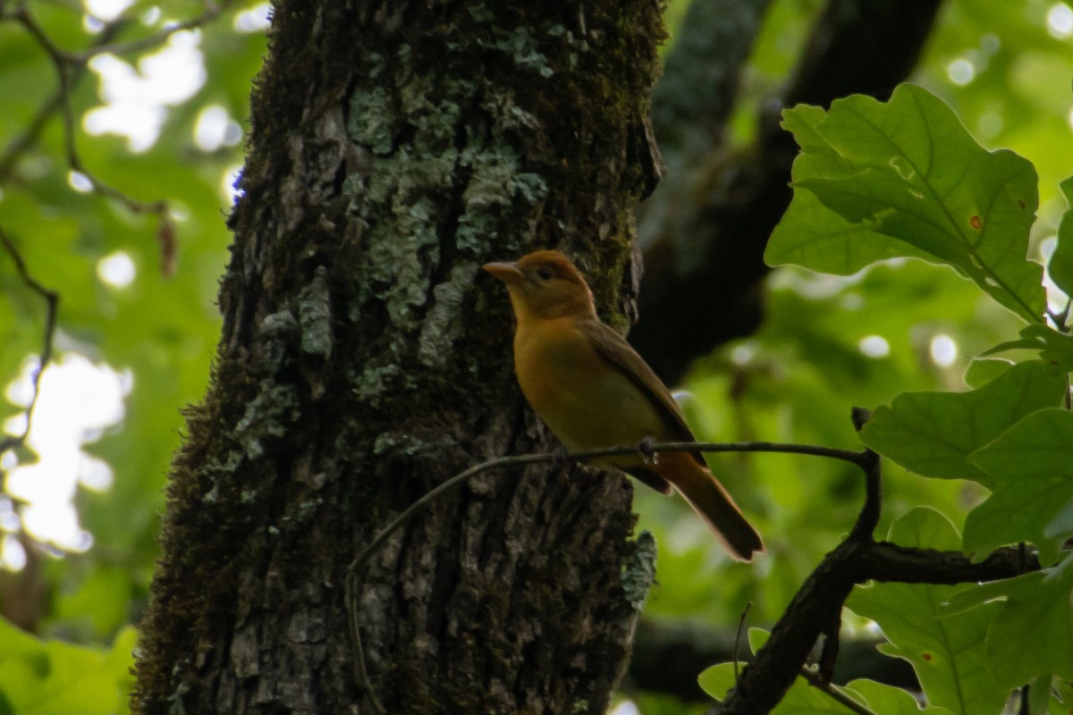 Summer Tanager - Dawn S