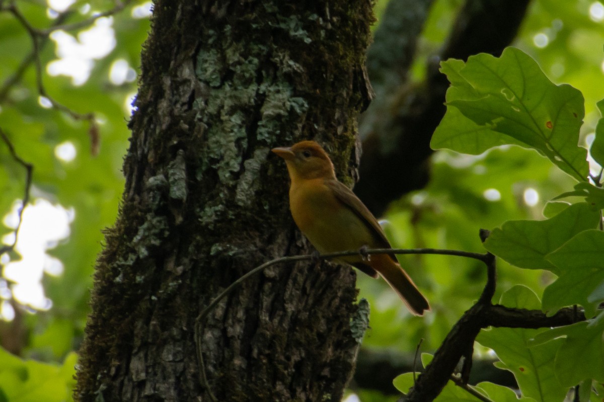 Summer Tanager - ML619472440