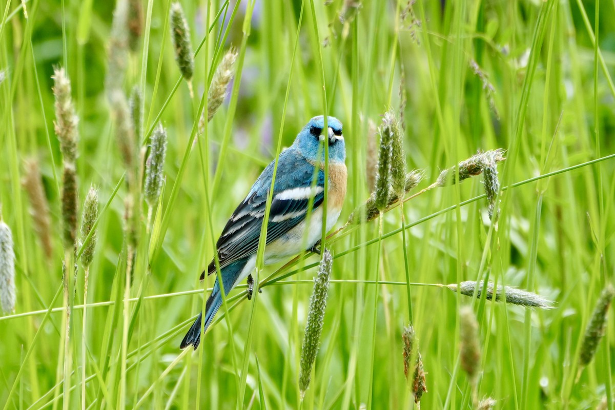 Lazuli Bunting - Kevin Waggoner