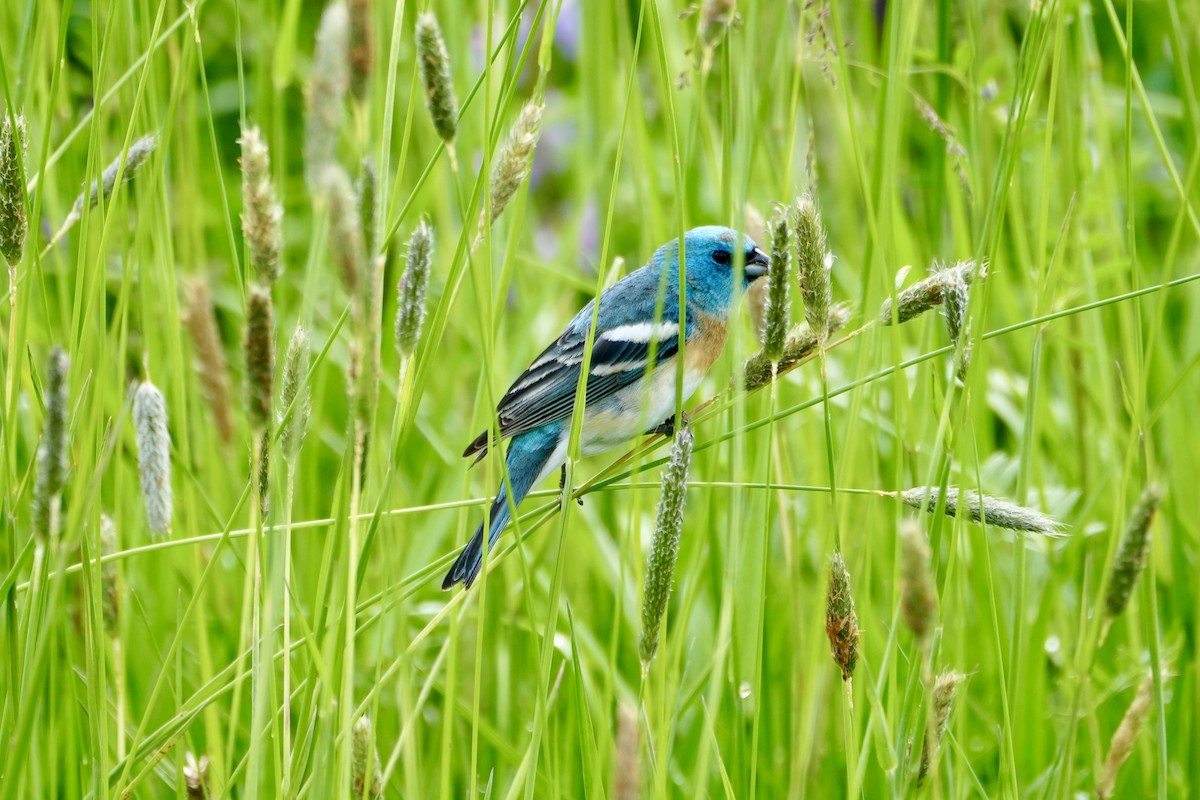 Lazuli Bunting - Kevin Waggoner