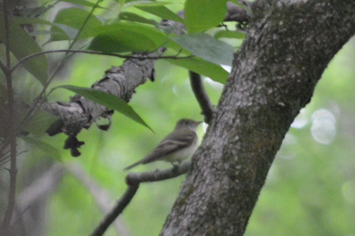 Acadian Flycatcher - Ryan Pudwell