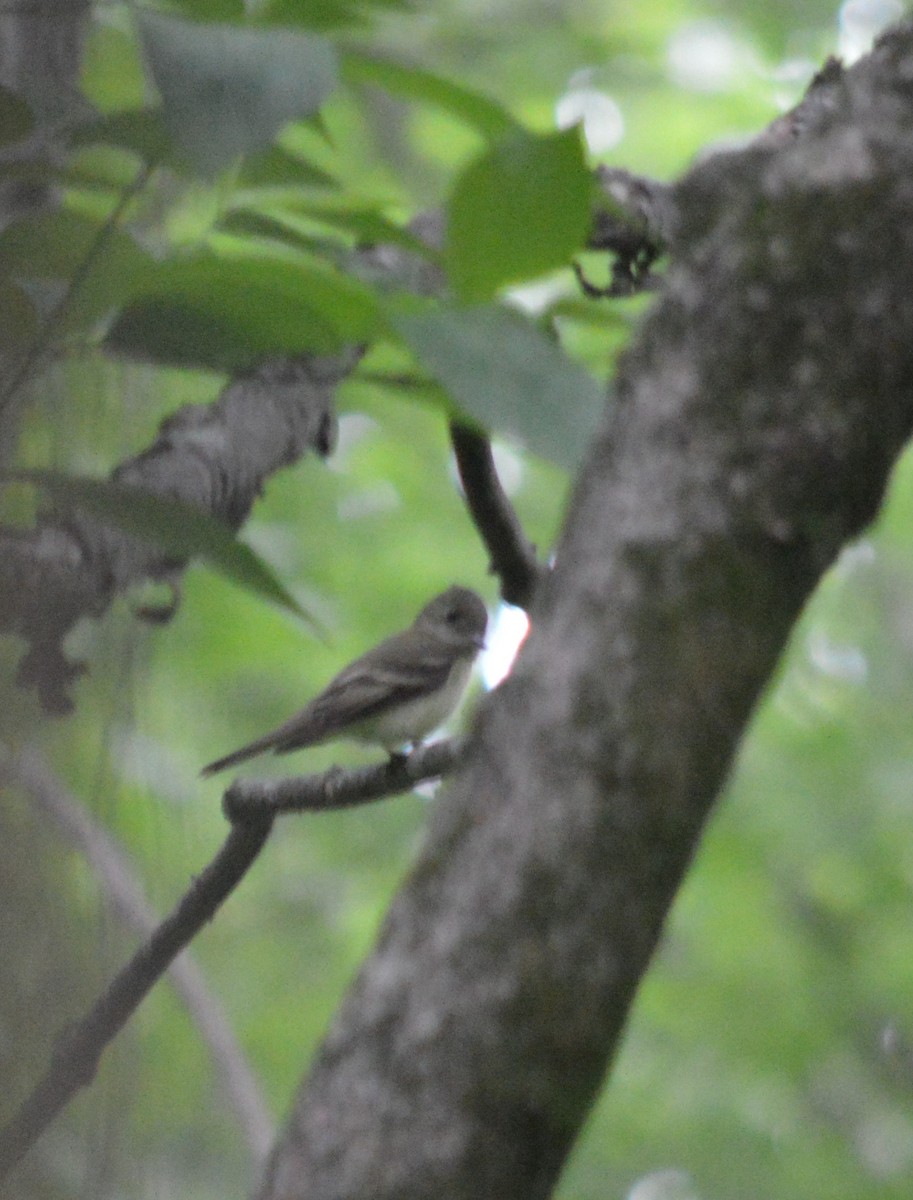 Acadian Flycatcher - Ryan Pudwell