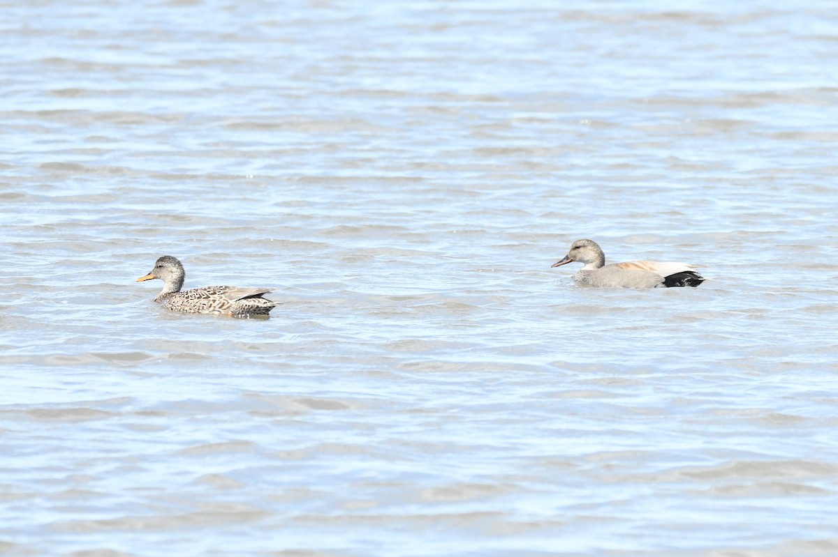 Gadwall - Cathryn Dippo