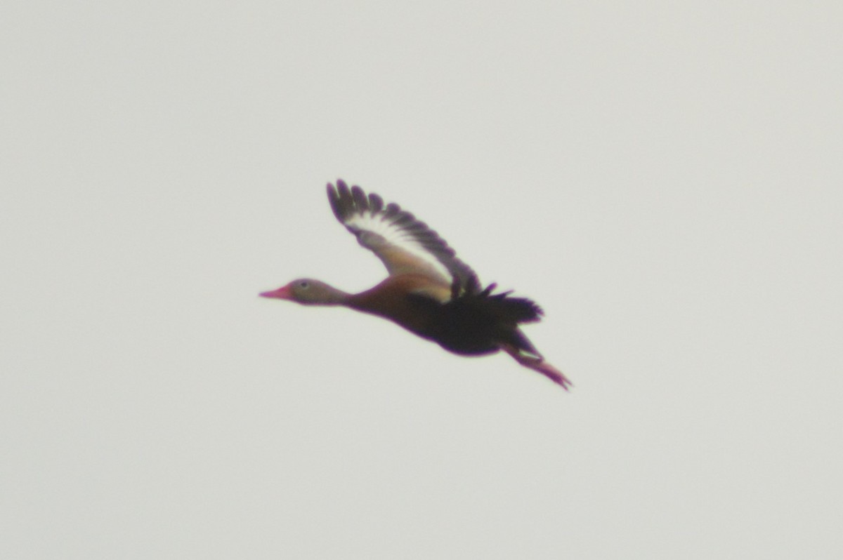 Black-bellied Whistling-Duck - Ryan Pudwell