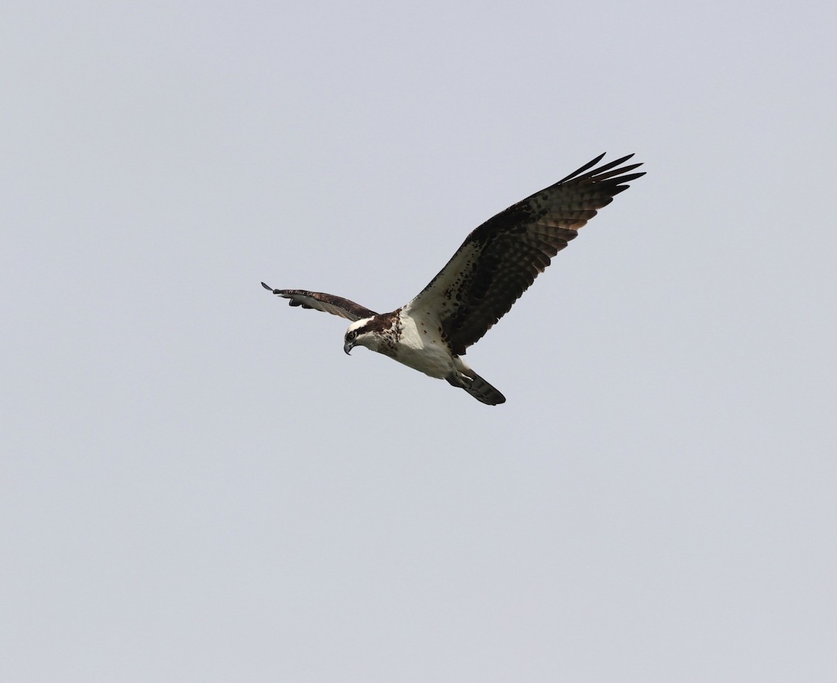 Águila Pescadora - ML619472466