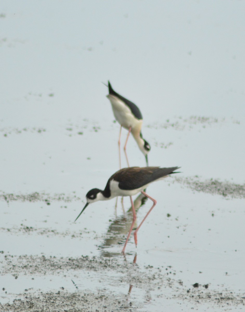 Black-necked Stilt - Ryan Pudwell