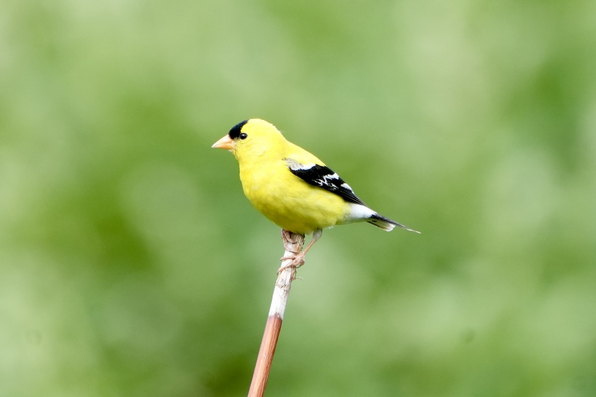 American Goldfinch - Kevin Waggoner