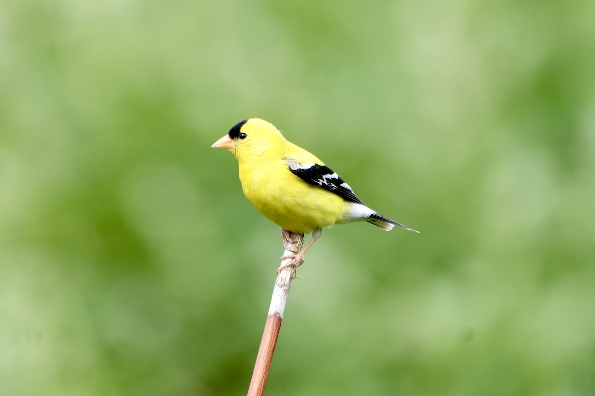 American Goldfinch - ML619472479